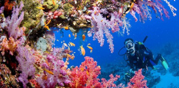 Full-Day Diving